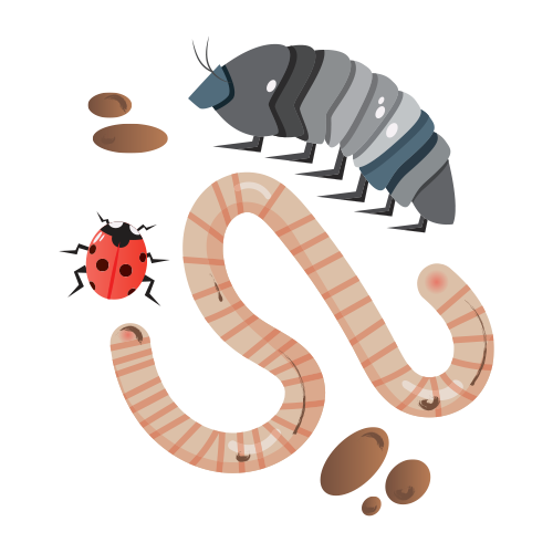 a worm, an insect, and a ladybug