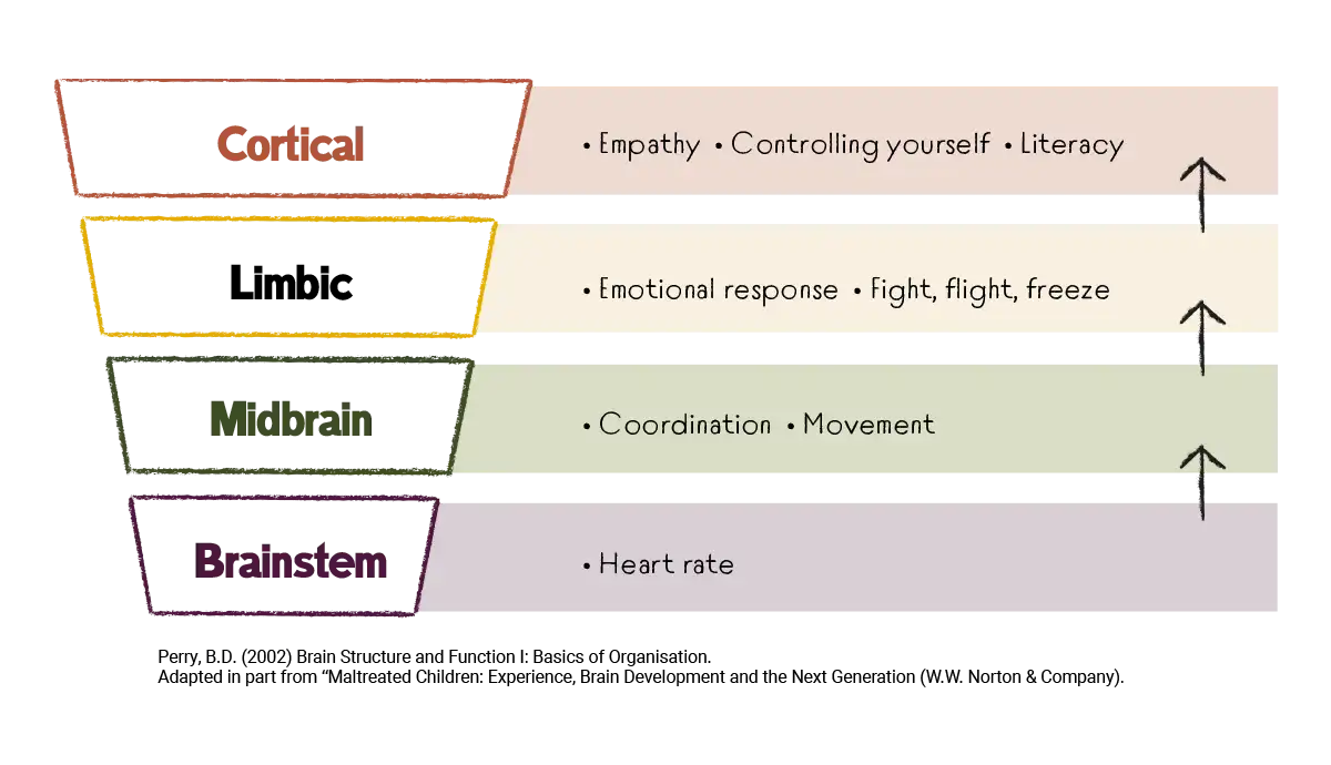 Model links the brainstem to heart rate, mid-brain to coordination and movement, limbic to emotional response, fight, flight or freeze, and cortical to empathy, controlling yourself and literacy.