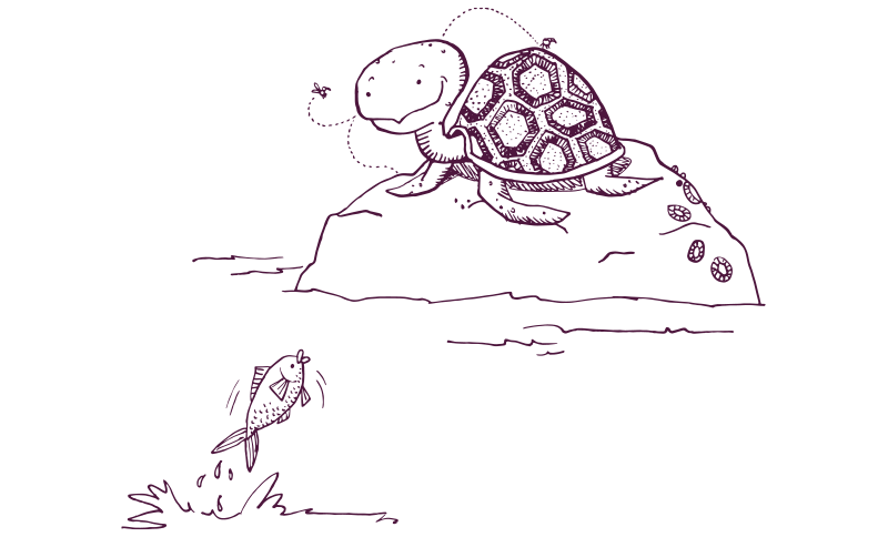 A smiling turtle on a rock, looking at a fish jumping out of the water. 