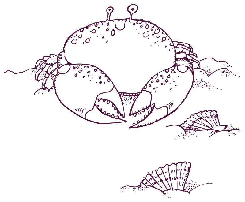 An illustration of a large, happy crab sitting the sand with some shells. 