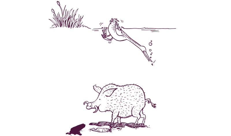 An illustration of a duck diving in the water and a pig.  