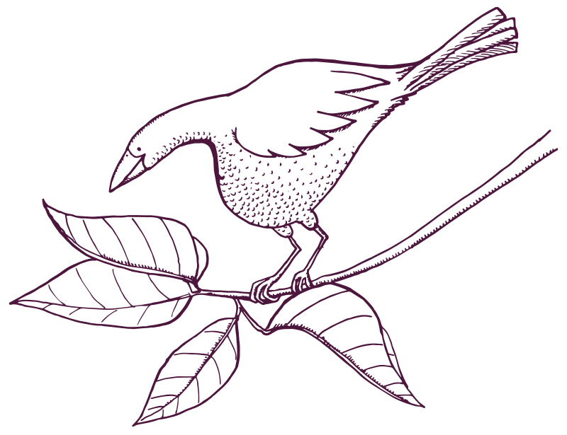 An illustration of a bird on a branch looking downwards. 